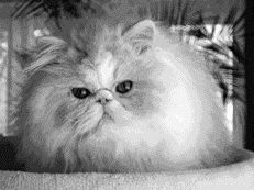 Ни одна другая порода не имеет столь длинную шерсть, как персидская кошка