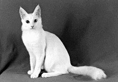 Ангорская кошкаВ эпоху раннего Средневековья в Европе к кошкам относились с уважением,