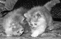 Котята персидской породыВ 1887 г. персидская кошка впервые приняла участие в