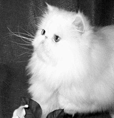 Чистопородная персидская кошкаВ идеале перс – это достаточно крупное, сильное