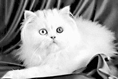 Белая персидская кошка с глазами разного цветаИз наиболее часто встречающихся