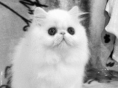 Персидская кошка белого окрасаГолубая персидская кошка (3) . Шерсть может