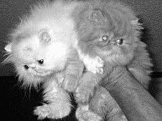 Персы отличаются многообразием окрасовПерсидская кошка цвета кремовый затушеванный