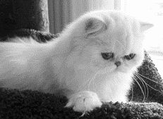 Серебристая затушеванная персидская кошкаЧерепаховая персидская кошка (11)