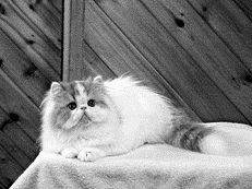 Красная с белым персидская кошкаХарактерной особенностью таких кошек является
