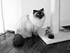 Колор-пойнт с голубыми отметинамиПерсидская кошка с отметинами шоколадного
