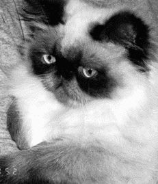 Гималайская кошка – воплощенное достоинствоПерсидская кошка с полосатыми отметинами