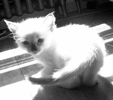 Котенок балинезийской породыГолова у балинезийских кошек средней величины, удлиненная,