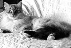 Невская маскарадная кошкаКлассическая невская маскарадная кошка – сильное мускулистое