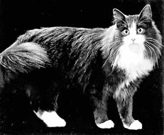 Норвежская лесная кошкаНорвежская лесная кошка упоминается в мифах и легендах
