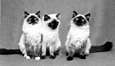 Котята рэгдолл окраса колор-пойнтСибирская кошка