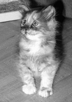 Сибирский котенок черепахового окрасаСибирская кошка окраса черный пятнистый