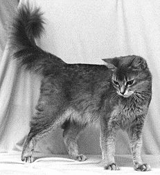 Кошка сомалийской породы дикого окрасаСомали – гибкая, грациозная кошка, имеющая