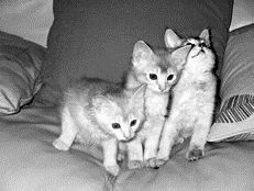 Сомалийские котята красного окрасаТурецкая ангорская кошка