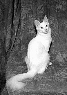Ангорская кошка обладает присущим только этой породе изяществомСтандарт породы