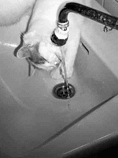 Турецкая кошка ван совершенно не боится водыПриобретение кошки и ее адаптация