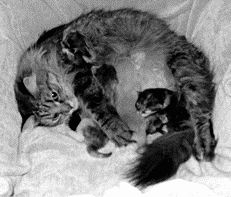 Первые уроки поведения котятам дает кошкаВ новой семье воспитание должно продолжиться,