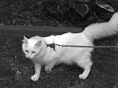 К прогулкам на поводке кошку приучают постепенноКошку можно научить еще многому,
