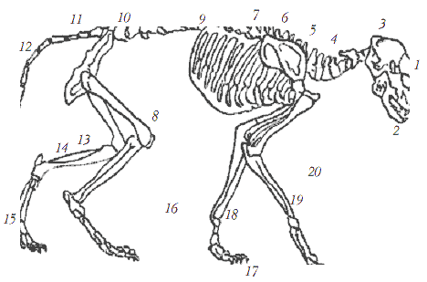 Строение скелета кошки: 1 – морда, 2 – нижняя челюсть, 3 – черепная коробка,