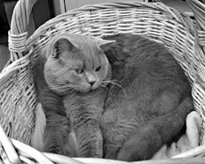 Корзина может прекрасным местом отдыха для британской кошки