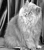 Персидские кошки очень умны и сообразительны