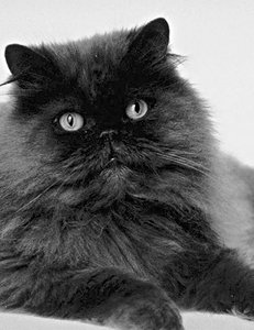 Внешний вид персидских кошек позволяет с легкостью отличать этих животных