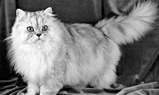 Глаза у персидских кошек очень большие и круглые