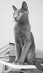 У русских голубых кошек покладистый характер