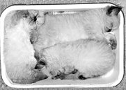 Котятам, предпочитающим спать в замкнутом пространстве, очень понравится уютный