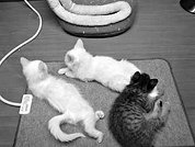 Виды кошачьей постели – подстилка и специальный носок