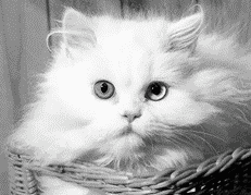 Белый персидский кот с глазами разного цвета