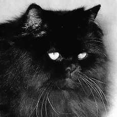 Черная персидская кошка