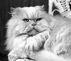 Кремовый персидский кот с оранжевыми глазами