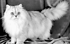 Персидская кошка оловянного окраса