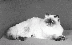Персидский кот окраса шоколад-пойнт
