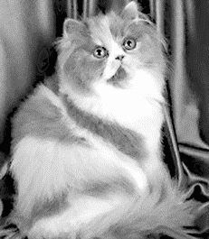 Кремово-голубая персидская кошка
