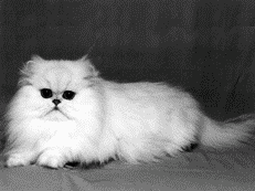 Персидская кошка должна всегда выглядеть великолепно