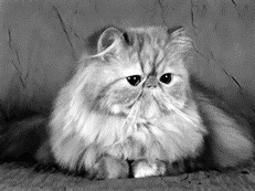 Хорошее физическое состояние персидских котов-экстремалов зависит от качества