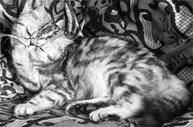 Экзотическая короткошерстная кошка серебристо-мраморного окраса