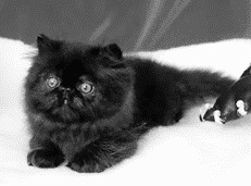 Черный персидский котенок