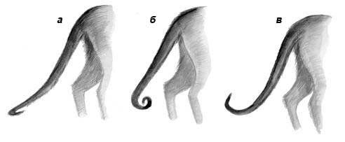 Изломы хвостов сиамских кошек: а – хвост крючком; б – хвост, загнутый кольцом;