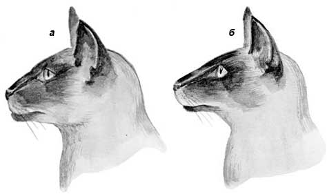 Строение челюстей сиамской кошки: а – правильное строение челюстей; б – недокус