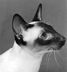 «Маска» на морде сиамской кошки 