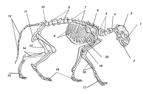 Анатомическое строение скелета кошек: 1 – лицевая часть четепа; 2 – нижняя