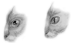Зрачок кошки: слева – в темноте; справа – при дневном свете. 