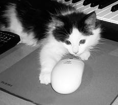 С помощью лап кошка исследует незнакомые предметы. 