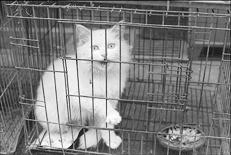 После ветеринарного осмотра кошку помещают в клетку. 