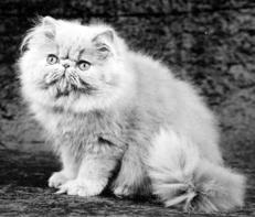 Персидская кошка. 