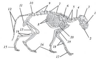 Анатомическое строение скелета кошки: 1 – лицевая часть черепа;